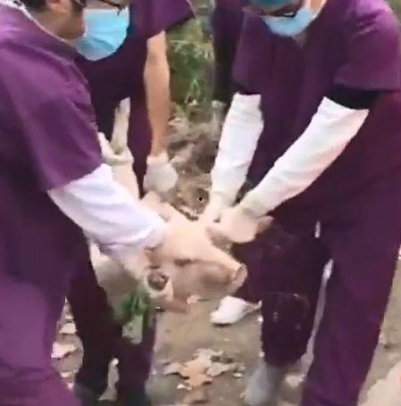 抓猪视频大全,抓猪视频大全趣味盘点