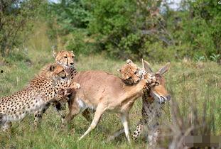 猎豹捕猎视频,速度与力量的完美演绎