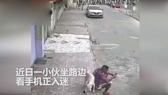 马尿尿视频,揭秘动物排泄背后的趣味与科学