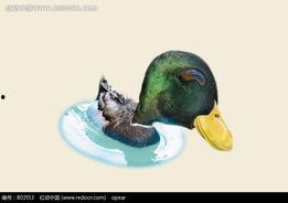 小鸭子游泳视频,小鸭子畅游水面的欢乐瞬间