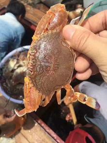 捕海蟹视频